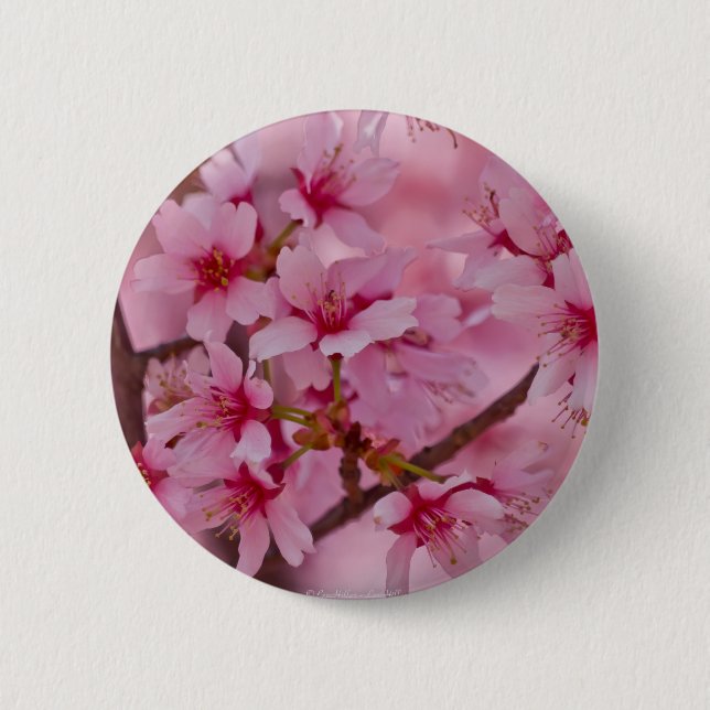 Bathed in Pink Japanese Cherry Blossoms 6 Cm Round Badge (Front)