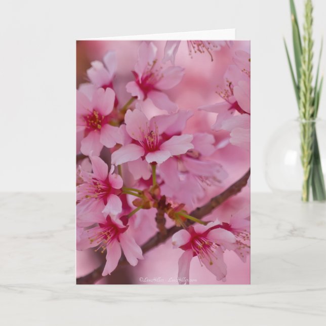 Bathed in Pink Japanese Cherry Blossoms Card (Front)