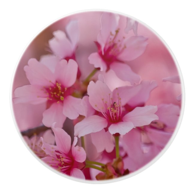 Bathed in Pink Japanese Cherry Blossoms Ceramic Knob (Front)