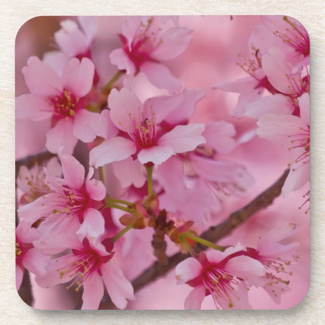 Bathed in Pink Japanese Cherry Blossoms Coaster (Front)