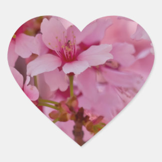 Bathed in Pink Japanese Cherry Blossoms Heart Sticker