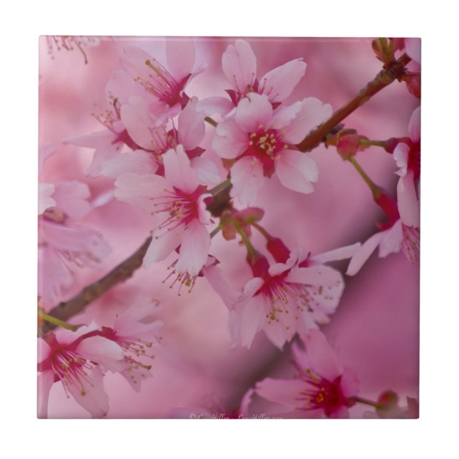 Bathed in Pink Japanese Cherry Blossoms II Tile (Front)