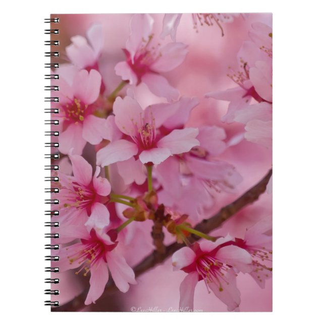 Bathed in Pink Japanese Cherry Blossoms Notebook (Front)