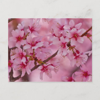 Bathed in Pink Japanese Cherry Blossoms Postcard