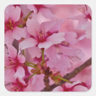 Bathed in Pink Japanese Cherry Blossoms Square Sticker