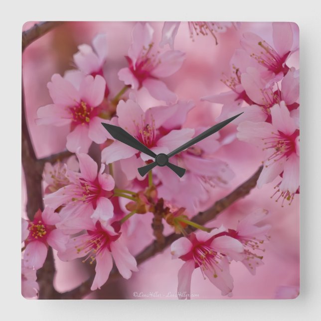 Bathed in Pink Japanese Cherry Blossoms Square Wall Clock (Front)