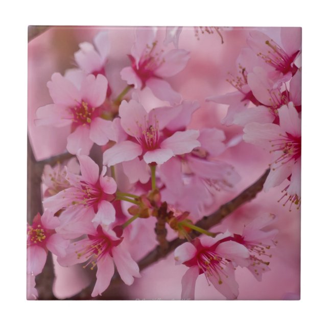Bathed in Pink Japanese Cherry Blossoms Tile (Front)