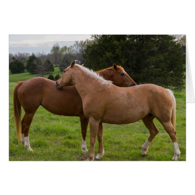Bathing Beauties (Front Horizontal)
