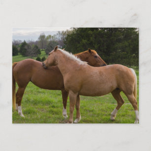 Bathing Beauties Postcard