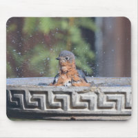 Bathing Bluebird
