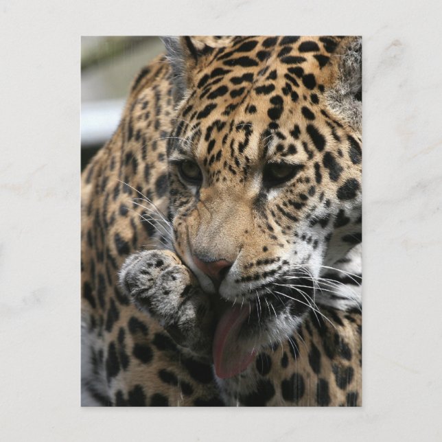 Bathing Leopard Postcard (Front)