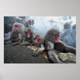 Bathing Monkeys Poster