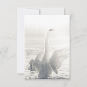 Bathing Swan Photo Card