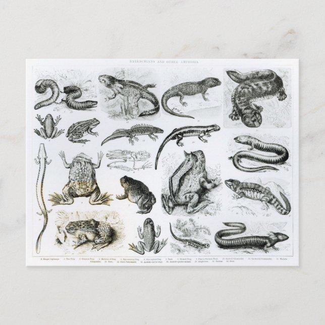 Batrachians and other Amphibia Postcard (Front)