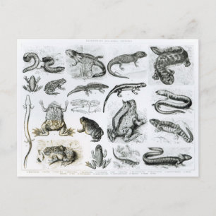 Batrachians and other Amphibia Postcard