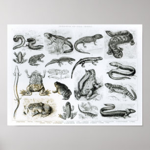 Batrachians and other Amphibia Poster