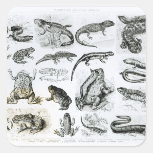 Batrachians and other Amphibia Square Sticker