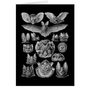 Bats