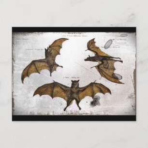 Bats an Educational Plate Postcard