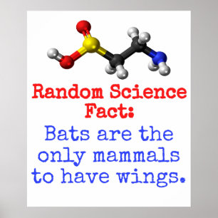 Bats Are The Only Mammals - Science Fact Poster