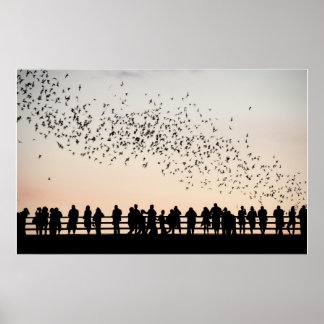 Bats of Austin - Austin, Texas Poster