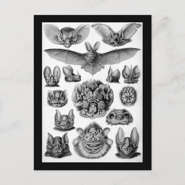 Bats! Postcard (Front)