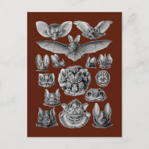 Bats Postcard
