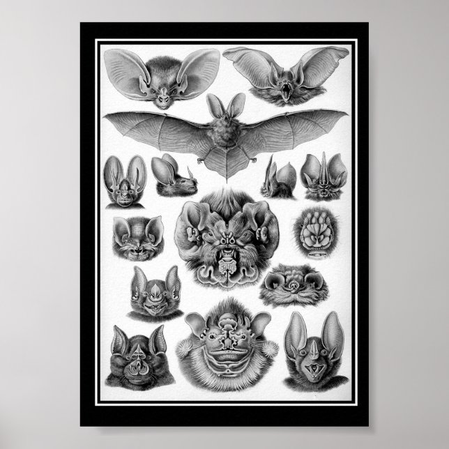 Bats! Poster (Front)