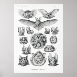 Bats Poster
