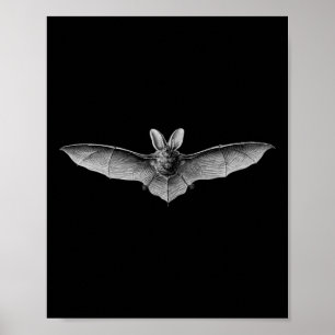 Bats Scientific Illustration Drawing Biology Art H Poster