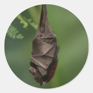 Bat's Tranquil Nap - A Close Look on a Green Bokeh Classic Round Sticker