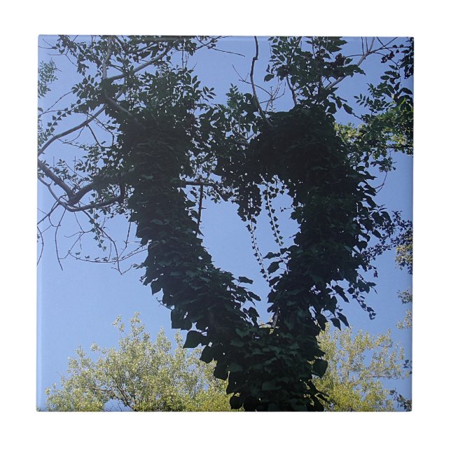 Baumherz Tile (Front)