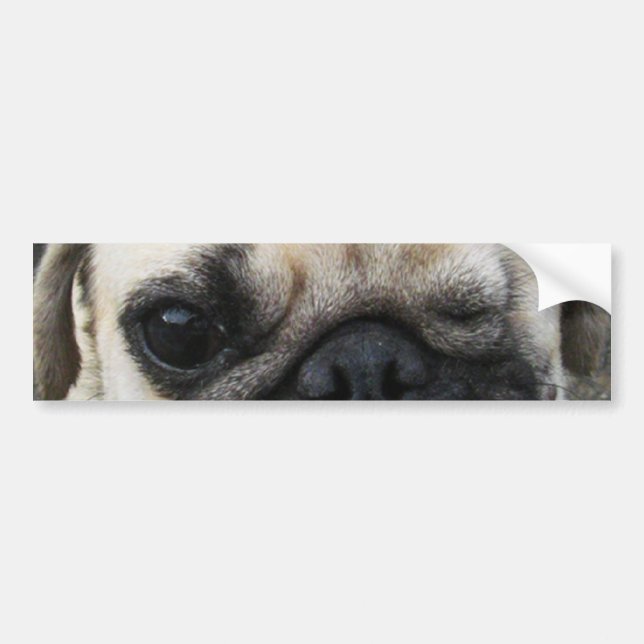 Bauwk ... Pug Dog ... かわいい 子犬 Bumper Sticker (Front)