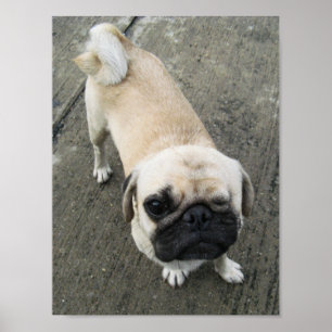 Bauwk ... Pug Dog ... かわいい 子犬 Poster