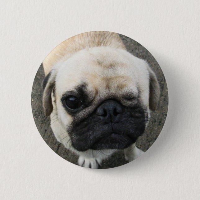 Bauwk ... Pug Dog ... Thailand 6 Cm Round Badge (Front)