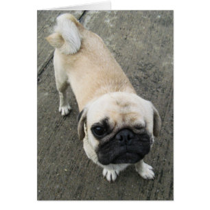 Bauwk ... Soi Dog, Thailand Card