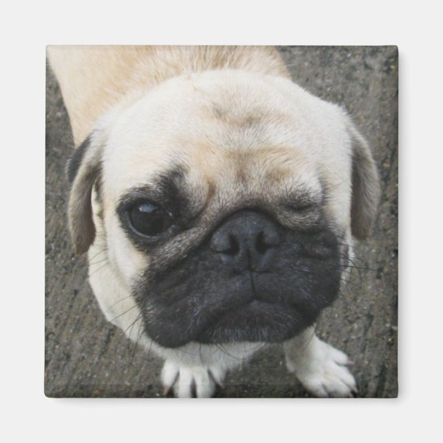 Bauwk ... Soi Dog, Thailand Magnet (Front)