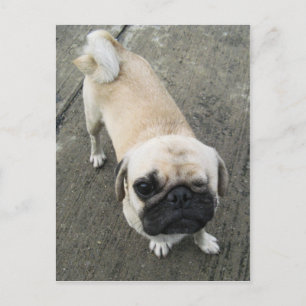 Bauwk ... Soi Dog, Thailand Postcard