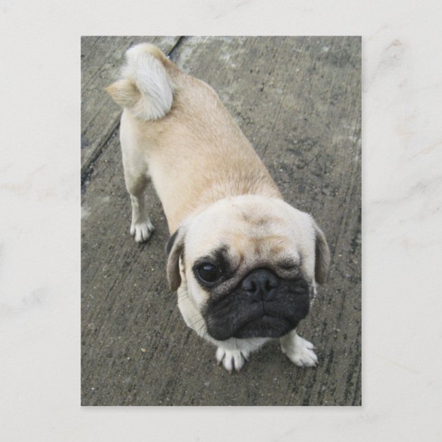 Bauwk ... Soi Dog, Thailand Postcard (Front)