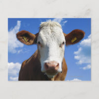 Bavarian cow against blue sky