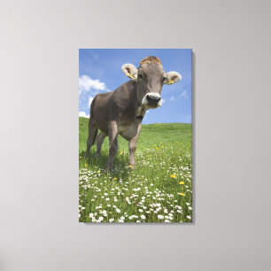 bavarian cow canvas print