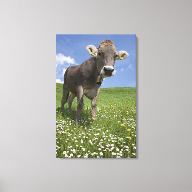 bavarian cow canvas print (Front)