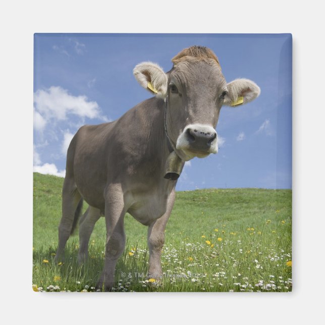 bavarian cow magnet (Front)