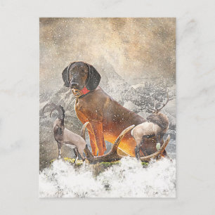 Bavarian Mountain Hound,  Art    Postcard
