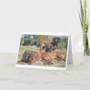 Bavarian Mountain Hound Dog Blank Greeting Card