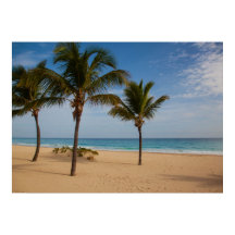 Bavaro Beach, Dominican Republic Coconut Trees