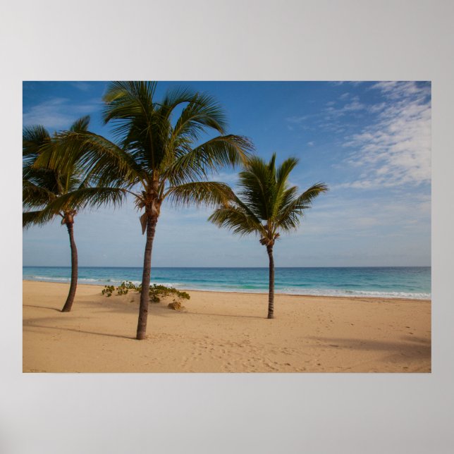 Bavaro Beach, Dominican Republic Coconut Trees Poster (Front)