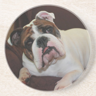 Baxter the Bully Coaster