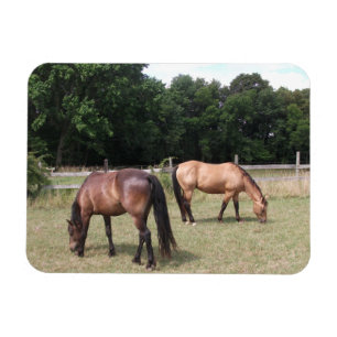 Bay and Dun Horses Grazing in Pasture Magnet