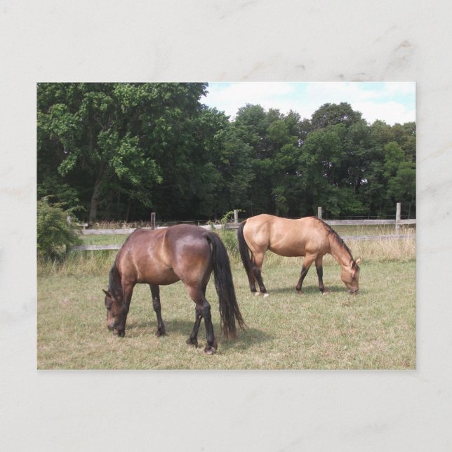 Bay and Dun Horses Grazing Postcard (Front)